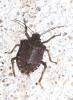 Halyomorpha halys
